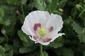 Papaver Somniferum ‘Maanzaad’ Seeds ~ Rare ~ Rare Plants ~ Grow Your Own ~ Spring Flowers