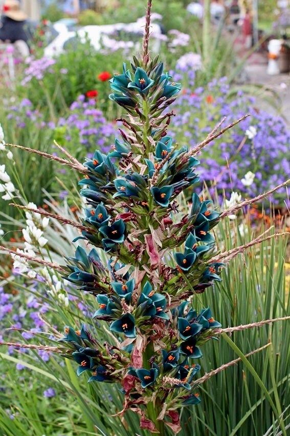 Rare Sapphire Tower Seeds ~ Puya Alpestris ~ Puya Alpestris Gaytic ~ Exotic ~ Beautiful ~ Jade