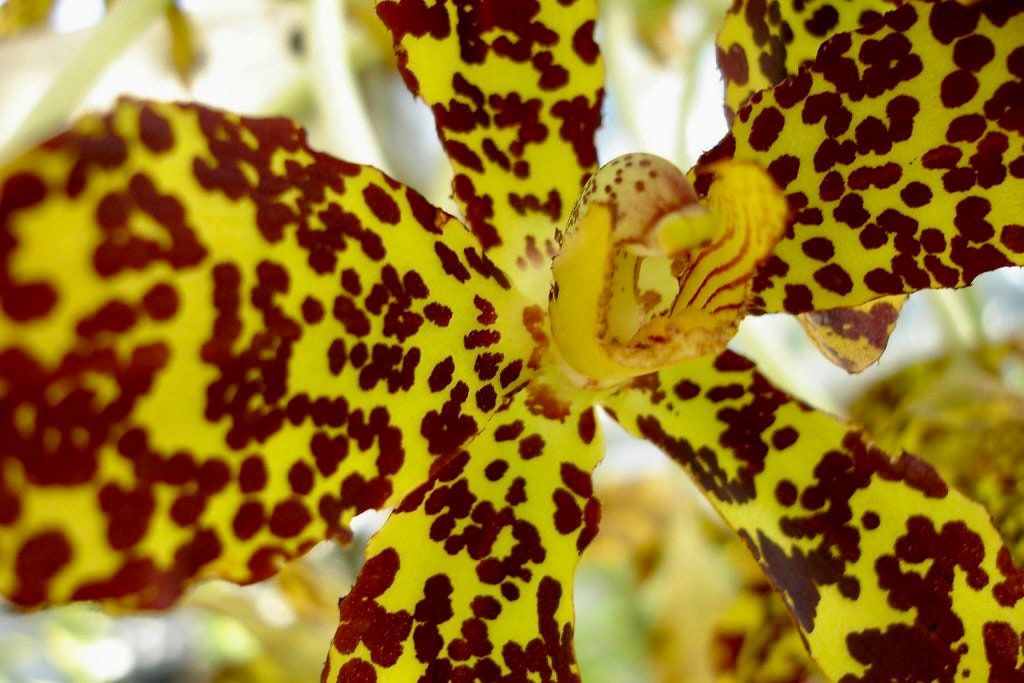 Tiger Orchid Seeds ~ Grammatophyllum Speciosum ~ Usual Flowers ~ Exotic Flower ~ Unique Flowers ~ Funky Plants