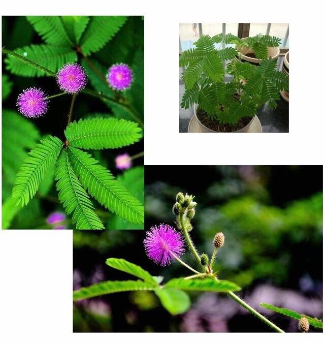 Your Plant Bitch’s Sensitive Plant Food ~ Mimosa Pudica Food ~ Fertilizer