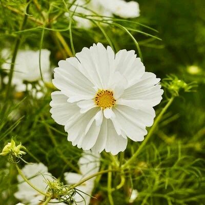 Cosmos Cupcake White Seeds ~ Cosmos ~ Cool Flowers ~ Grow Your Own ~ Butterflies ~ Bees ~ Annual ~ Summer ~ Spring ~ Bouquets