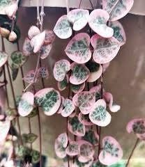 Variegated Ceropegia Woodii Seeds ~ Variegated String of Heart ~ Succulents ~ Plants ~ Garden ~ Grow Your Own ~ Spring Flowers