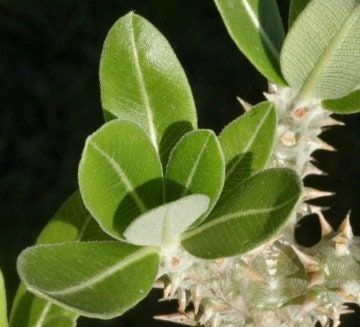 Pachypodium Denachypodium Seeds ~ Cactus ~ Rare ~ Blue ~ Cati ~ Cool Plants ~ Easy Care