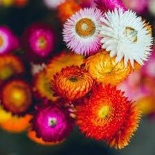 Mix Swiss Giant Strawflower Seeds ~ Golden Everlasting ~ Flower ~ Seeds ~ Gifts ~ Grow Your Own ~ Spring Flowers ~ Instead of Flowers