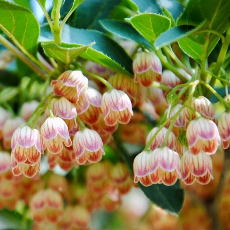 Japanese Furin Seeds ~ Tsutsuji Enkianthus Campanulatus ~ Bell ~ Grow Your Own ~ Spring ~ Houseplants ~ Gift Ideas ~ Beautiful Flowers