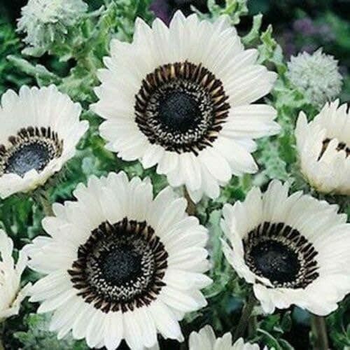 Snow White Sunflower Seeds ~ Helianthus Annuus ~ Pretty Flowers ~ Garden ~ Fall ~ Heirloom Seeds ~ Autumn ~ Bouquets ~ Fresh Cut Flowers