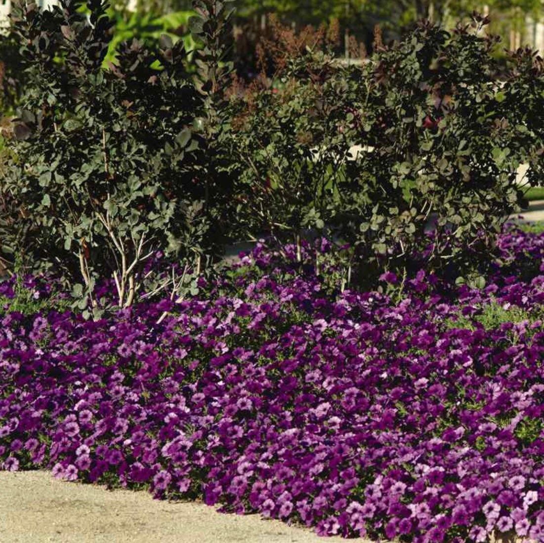 Easy Wave Spreading Petunia Seeds ~ Petunia x Hybrida Blue ~ Spring Flowers ~ Instead of Flowers ~ Flowers ~ Blue ~ Pretty ~ Lovely ~ Flower