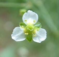 Alisma Plantago-Aquatica Seeds ~ Plants ~ Garden ~ Grow Your Own ~ Spring Flowers ~ Instead of Flowers