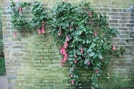 Lapageria Rosea Vine Seeds ~ Chilean Bellflower ~ Rare ~ Grow Your Own ~ Spring Flowers ~