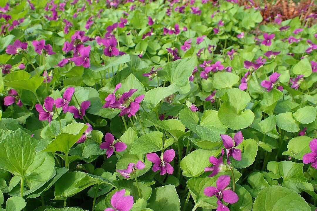 Viola Sororia Sorority Sisters Seeds ~ Flowers ~ Bouquet ~ Garden ~ Easy Growing Flowers ~ Flower Garden ~ Fresh Cut Flowers