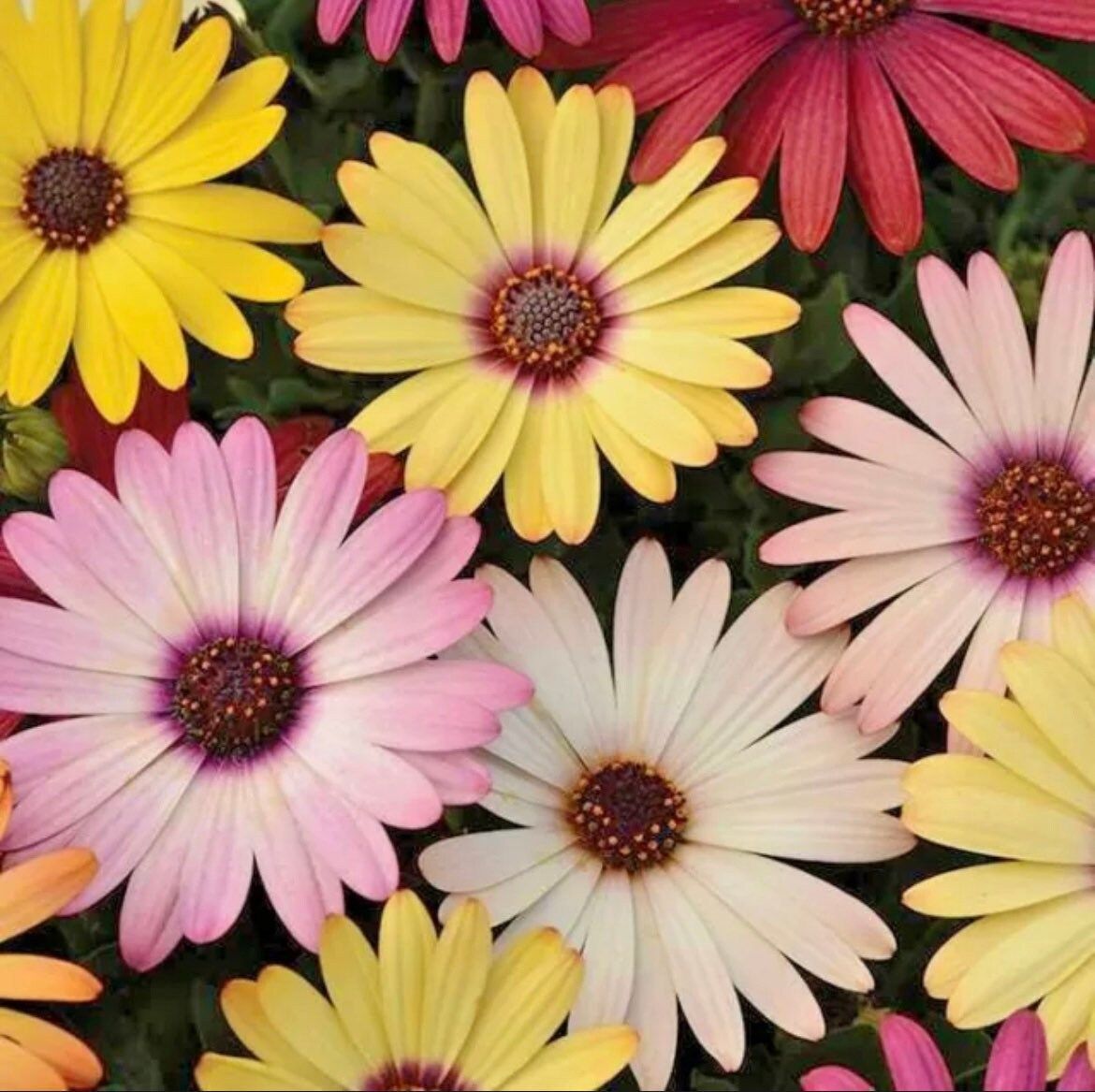 African Daisy “Cineraria Mix” Flower Seeds ~ Cape Marigold