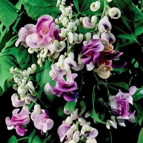 Snail Vine Seeds ~ Vigna Caracalla ~ Fragrant ~ Garden ~ Exotic ~ Unique ~ Tropical