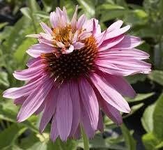 Doubledecker Purple Coneflower Echinacea Seeds ~ Echinacea Purpurea Doubledecker ~ Grow Your Own ~ Spring ~ Pretty Flowers