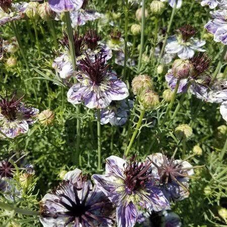 Nigella Papillosa Delft Blue Seeds ~ Forget Me Nots ~ Rare ~ Rare Plants ~ Grow Your Own ~ Spring Flowers