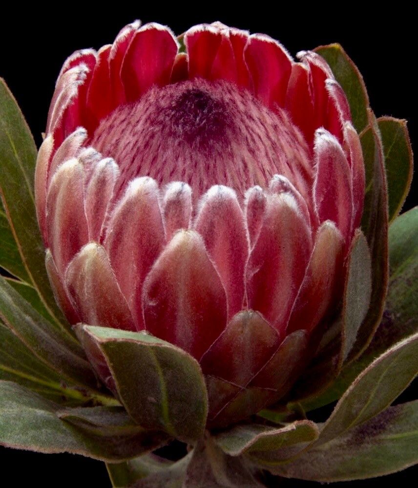 King Protea Seeds ~ Bouquets ~ Plants ~ Rare ~ Grow Your Own ~Tropical Flowers ~ Exotic Flowers