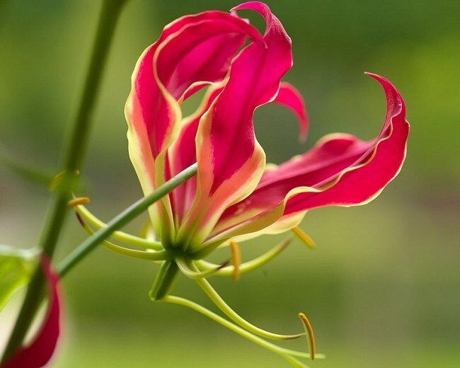 Gloriosa Rothschildiana Seeds ~ Rare ~ Grow Your Own ~ Spring Flowers ~ Instead of Flowers ~ Presents