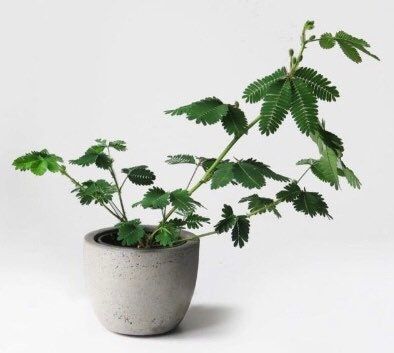 Your Plant Bitch’s Special Mixed Soil ~ Sensitive Plant Soil ~ Mimosa Pudica Soil ~ Hand-blended Soil ~ Organic