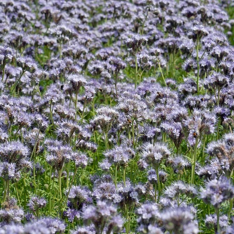 Phacelia Lacy Tanacetifolia Seeds ~ Facelia Garden ~ Wildflowers ~ Pretty Flowers ~ Garden ~ Gardening