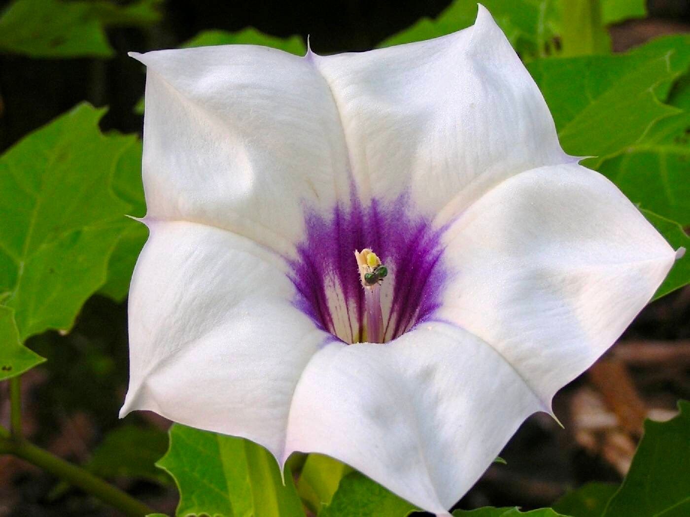 Unique Angel’s Trumpet Seeds ~ Datura Discolor ~ Desert Thornapple ~ Trumpet Creeper ~ Fresh Seeds ~ Blooms ~ Flowers ~ Fragrance ~ Pretty