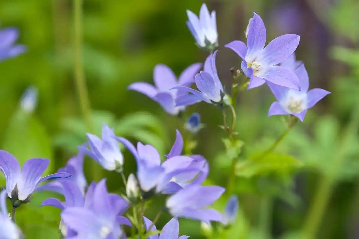 Campanula Lactiflora Seeds ~ ‘Prichard’s Variety’ ~ Milky Bellflower ~ Grow Your Own ~ Spring Flowers ~ Instead of Flowers ~ Flowers