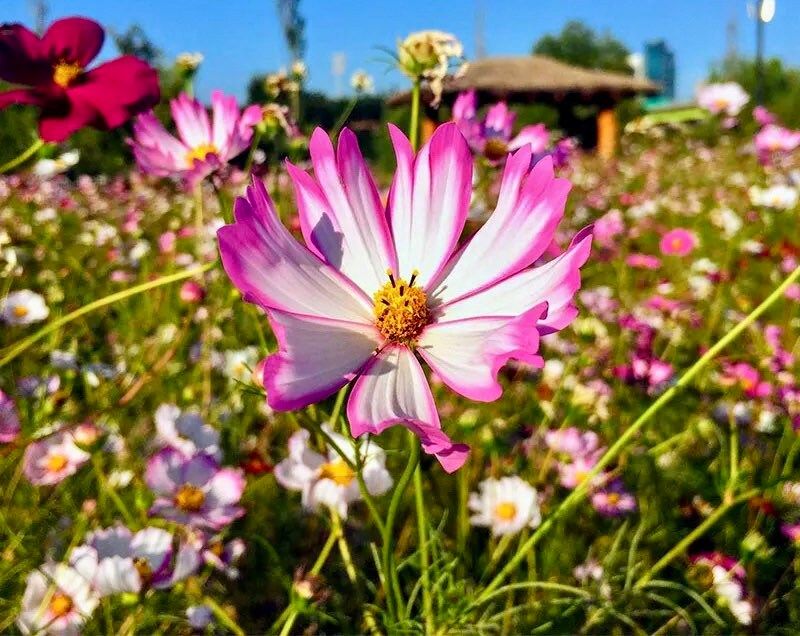 Picotee Cosmos Seeds ~ Cosmos ~ Cool Flowers ~ Grow Your Own ~ Butterflies ~ Bees ~ Annual ~ Summer ~ Spring ~ Bouquets