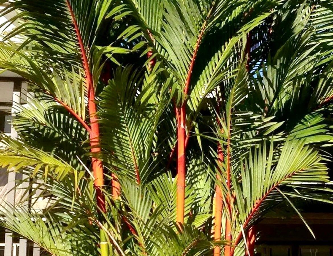 Red Lipstick Palm Tree Seeds ~ Cyrtostachys Renda ~ Fountain ~ Privacy Climbing ~ Gardening ~ Spring