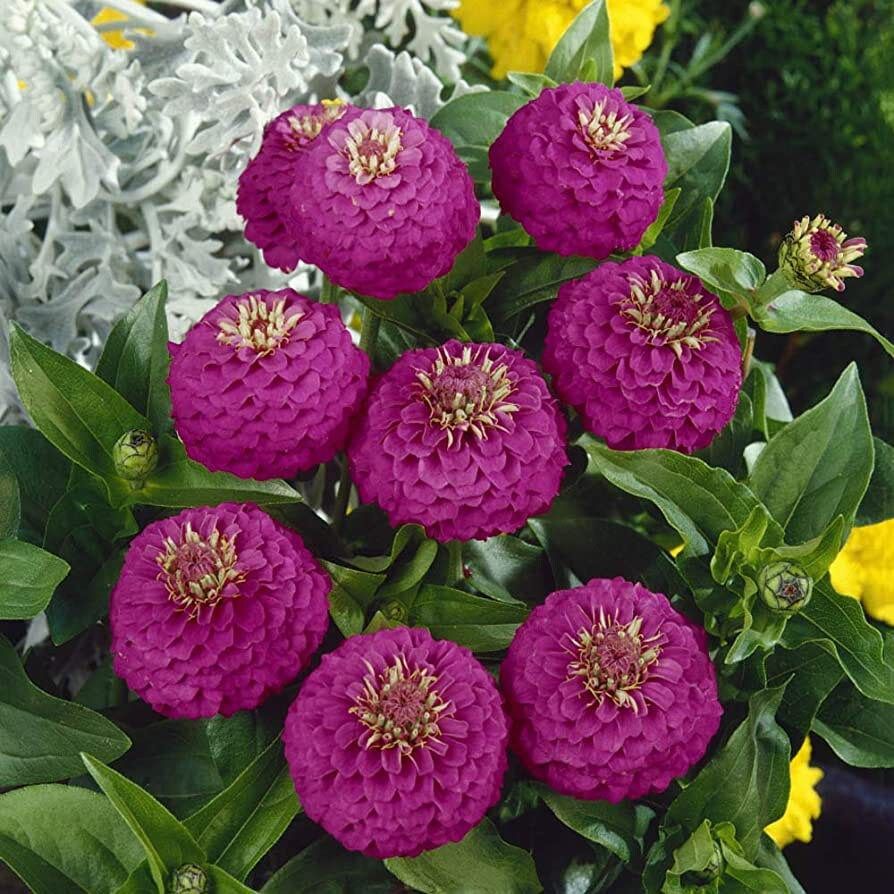 Zinnia Elegans Lilliput Purple Seeds ~ Flowers ~ Butterflies Love ~ Non-GMO Seeds ~ Cool Flowers ~ Bouquets ~ Pretty Flowers ~ Unique