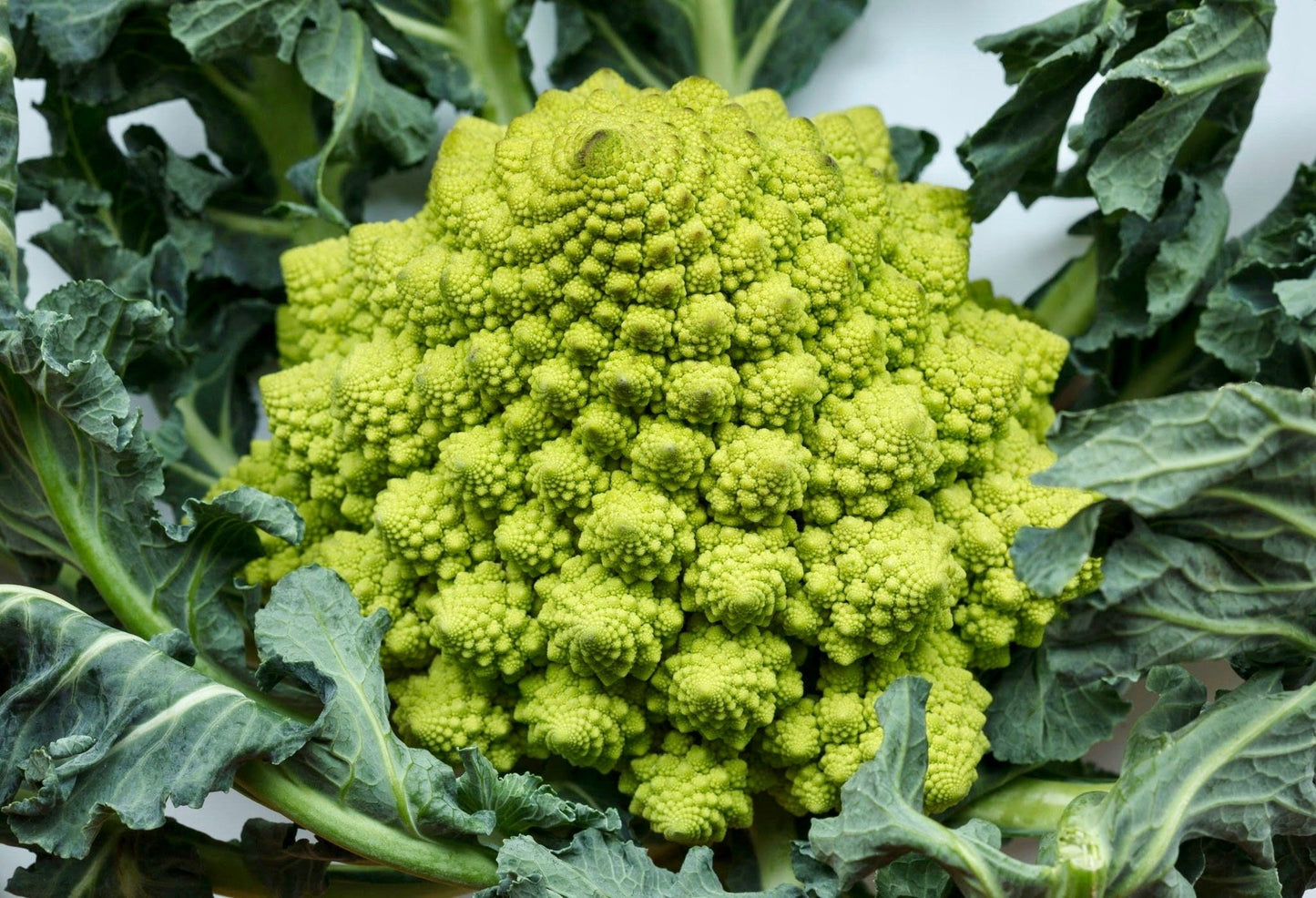 Chartreuse Romanesco Broccoli Seeds ~ Brassica Oleracea ~ Wild Cabbage ~ Broccoli ~ Heirloom ~ Grow Your Own ~ Vegetables ~ Veggies