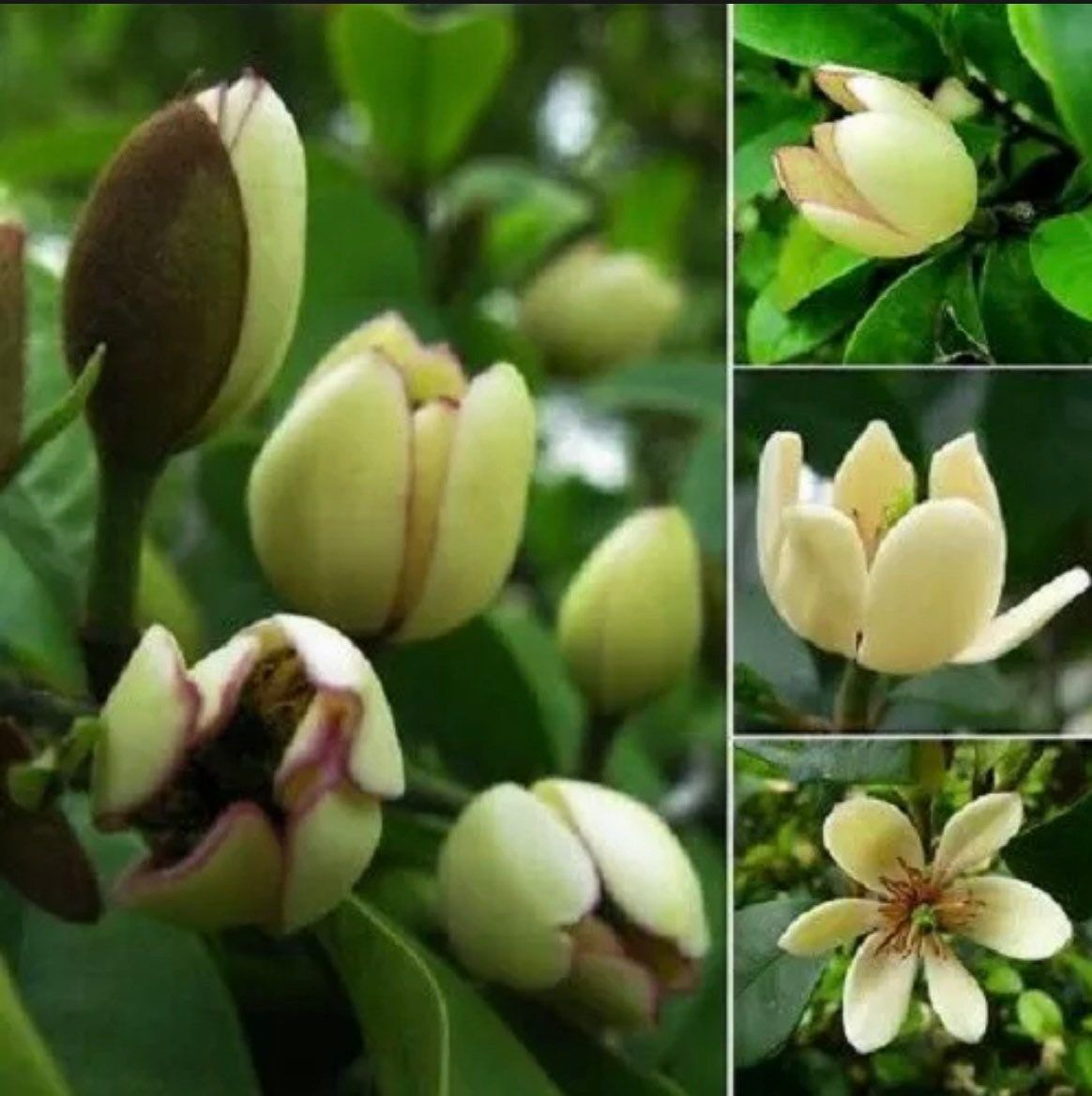 Michelia Alba Seeds ~ Usual Flowers ~ Exotic Flower