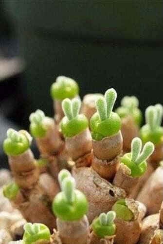 Monilaria Moniliformis Seeds ~ Bunny Succulents ~ Monilaria Obconica ~ Easter ~ Cool Plants ~ Easy Care