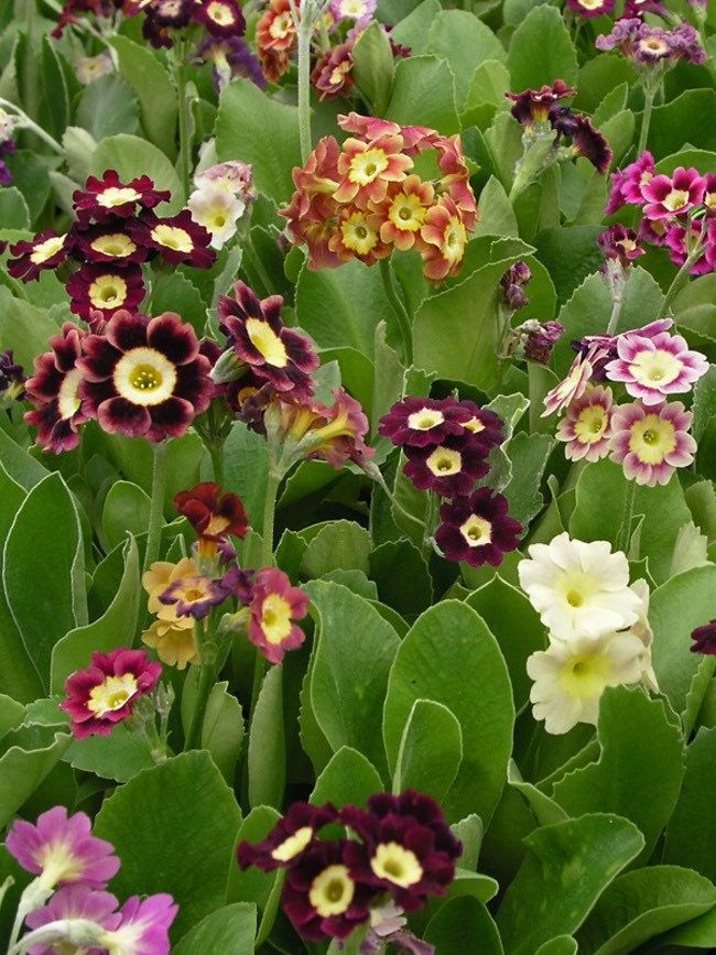 auricula flower seeds Primula Auricula Seeds ~ Special Mix of Colors ~ Auricula ~ Mountain Cowslip ~ Bear’s Ear ~ Flowers ~ Colorful
