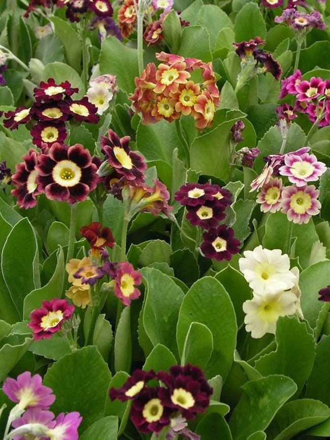 Primula Auricula Seeds ~ Special Mix of Colors ~ Auricula ~ Mountain Cowslip ~ Bear’s Ear ~ Flowers ~ Colorful