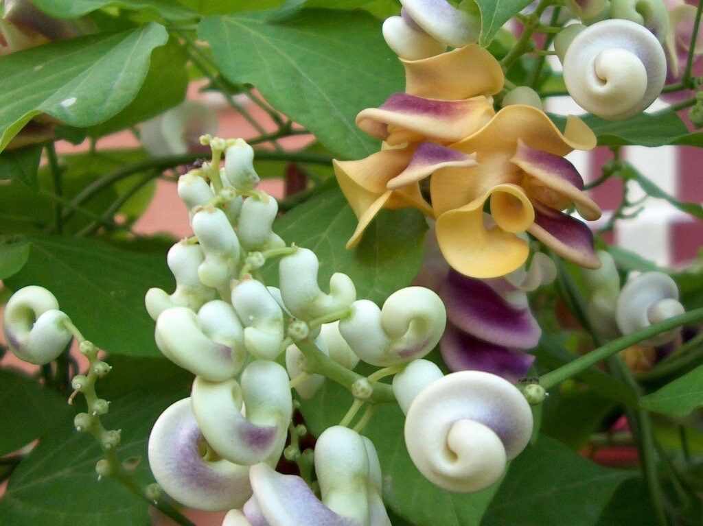 Snail Vine Seeds ~ Vigna Caracalla ~ Fragrant ~ Garden ~ Exotic ~ Unique ~ Tropical