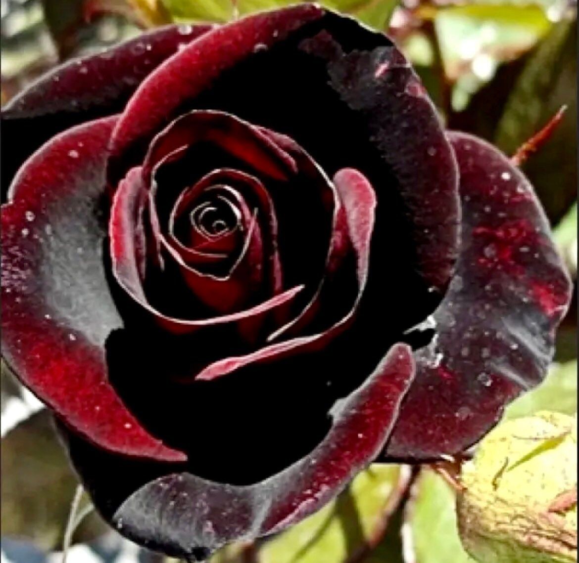 Red and Black Rose Seeds ~ Flower Beautiful ~ Rare ~ Exotic ~ Home Garden Plant Seeds ~ Gifts ~ Grow Your Own ~ Spring Flowers