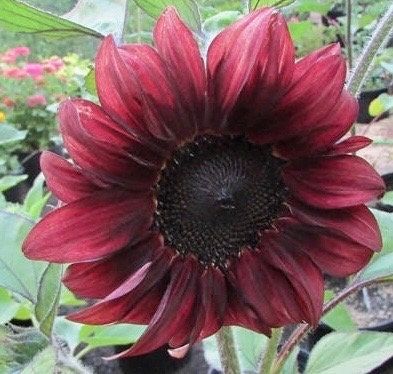 Rare Red Wave Sunflower Seeds ~ Helianthusds ~ Pretty Flowers ~ Garden ~ Fall ~ Heirloom Seeds ~ Autumn