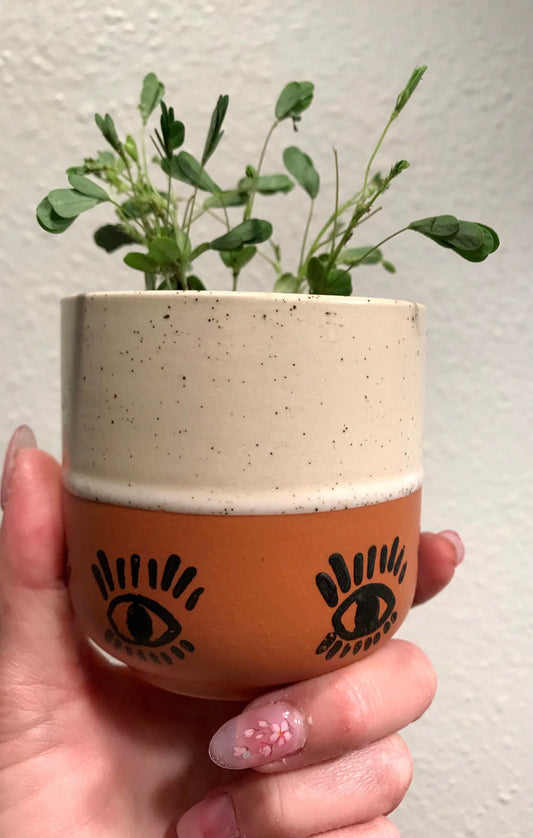 RARE Mimosa Pudica Plant with Eyes Wide Open Terracotta Pot~Touch-Me-NOT Plant~Sleepy Plant~Sensitive Plant~Action Plant~Zombie Plant