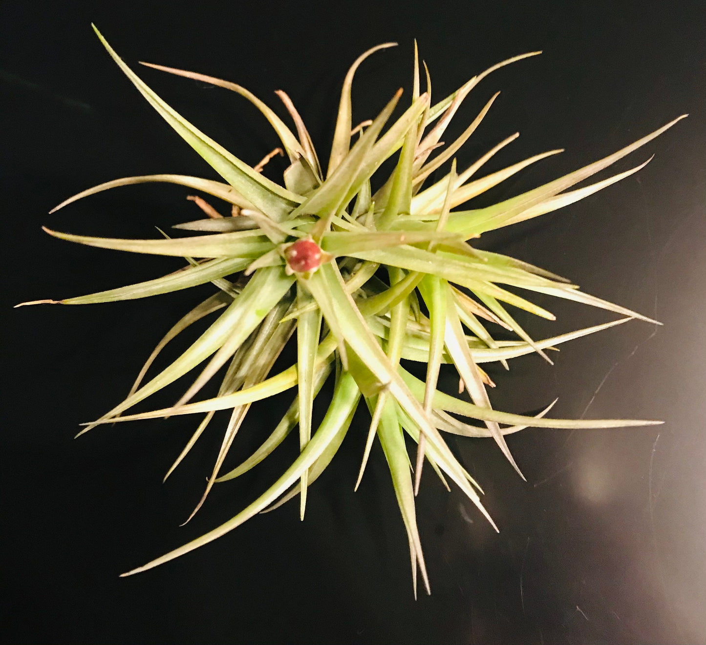 Blooming Mad Pupper ~ Tillandsia Bergeri ~ Tillandsia ~ Air Plant ~ Bromeliad ~ Succulent ~ Live Plant ~ Easy Care Plant