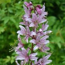 Gas Plant Seeds ~ Dictamnus Albus ~ Mixed Colors ~ Flowers ~ Garden ~ Plants