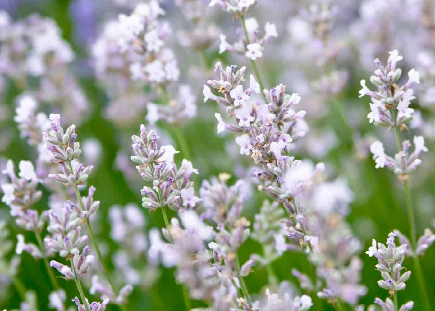 Rare White Lavender ~ Lavendula Ellagance ~ Plants ~ Garden ~ Grow Your Own ~ Spring Flowers ~ Instead of Flowers ~ Died Bouquets