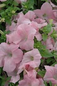 Dreams Appleblossom Petunia Seeds ~ Plants ~ Garden ~ Grow Your Own ~ Spring Flowers ~ Instead of Flowers ~ Flowers