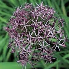 Allium Cristophii Seeds ~ Star of Persia ~ Plants ~ Garden ~ Grow Your Own ~ Spring Flowers ~ Instead of Flowers ~ Presents