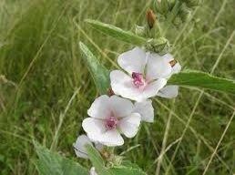 Althaea Officinalis Seeds ~ The Marsh Mallow ~ Marshmallow ~ Instead of Flowers