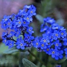 Blue Forget-Me-Not Seeds ~ Myosotis Sylvatica ~ Garden ~ Grow Your Own ~ Spring Flowers ~ Instead of Flowers