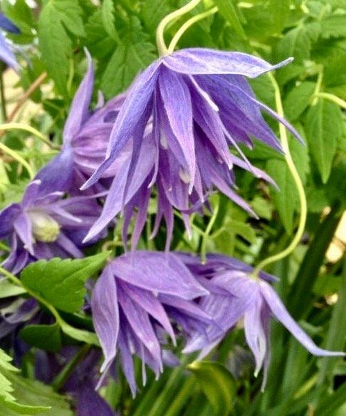 Mixed Clematis Double Large Flower Seeds ~ Macropetala ~  Fragrance Flowers ~ Garden ~ Grow Your Own ~ Spring Flowers ~ Instead of Flowers