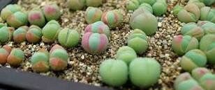 Gibbaeum Comptonii Seeds ~ Exotic ~ Succulent ~ Rare ~ Ice Living Rocks ~ Mesembs Succulents ~ Unusual ~ Cool Plants ~ Easy Care