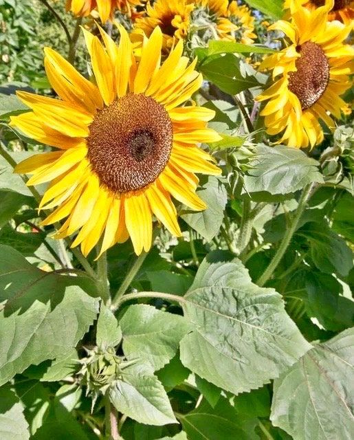 Perveredovik Sunflower Seeds ~ Fall ~ Heirloom Seeds ~ Autumn