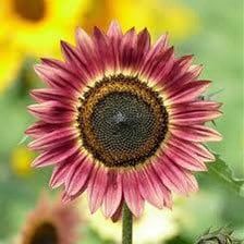 Pretty Colorful Mix Sunflower Seeds ~ Helianthus Annuus ~ Pretty Flowers ~ Garden ~ Fall ~ Heirloom Seeds ~ Autumn