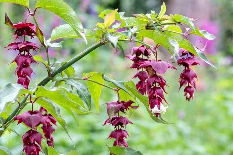 Rare Gold Leaf Himalayan Honeysuckle Seeds ~ Leycesteria Formosa ~ Plants ~ Garden ~ Grow Your Own ~ Spring Flowers ~ Unique