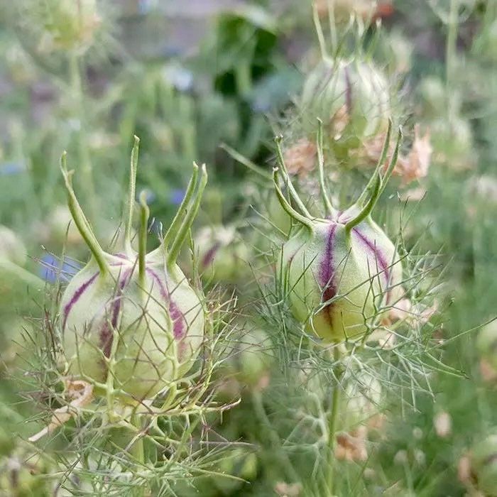 Nigella Miss Jekyll White Seeds ~ Love-in-the-Mist ~ Spring Flowers ~ Spring Time ~ Bouquets ~ Fresh Flowers