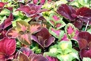 Rainbow Striped Coleus Seeds ~ Coleus Blumei ~ Plants ~ Garden ~ Grow Your Own ~ Spring Flowers ~ Instead of Flowers ~ Flowers ~ Houseplants